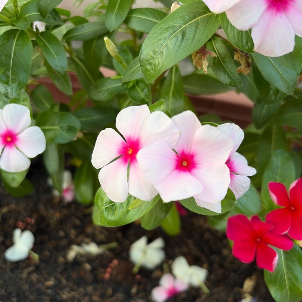Vinca de Madagascar