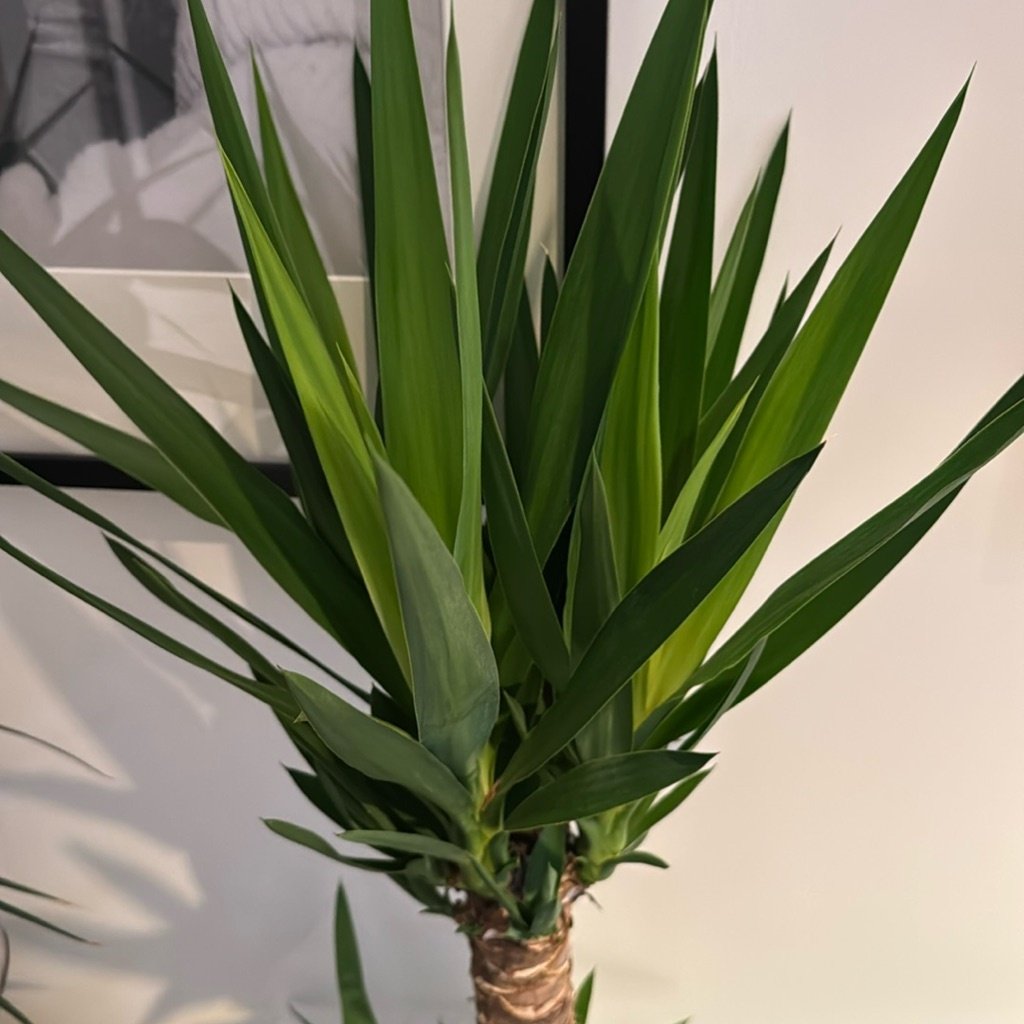 Yuca sin espinas